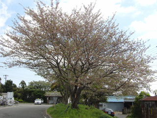 印南駅の桜 良い形です